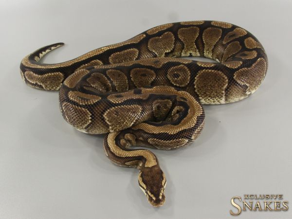 0.1 Red Stripe het Desert Ghost 2017