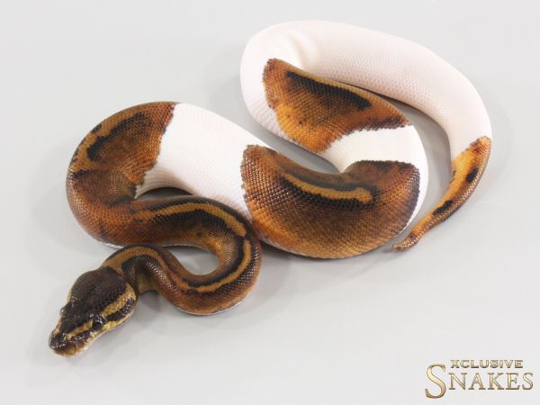 1.0 Copper Piebald 2026