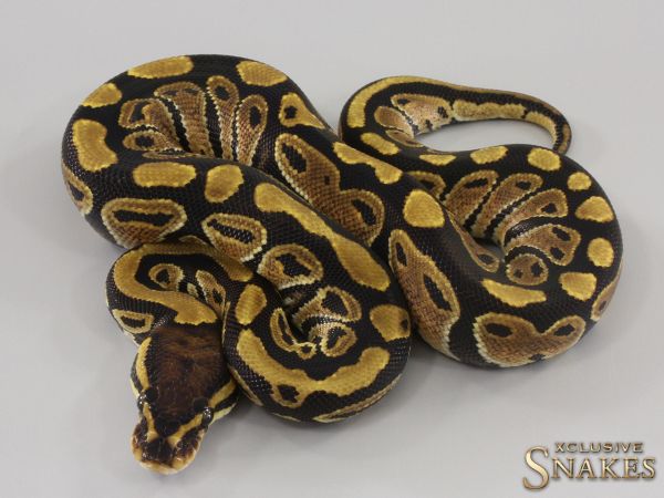 0.1 Vanilla double het Hypo Clown 2023