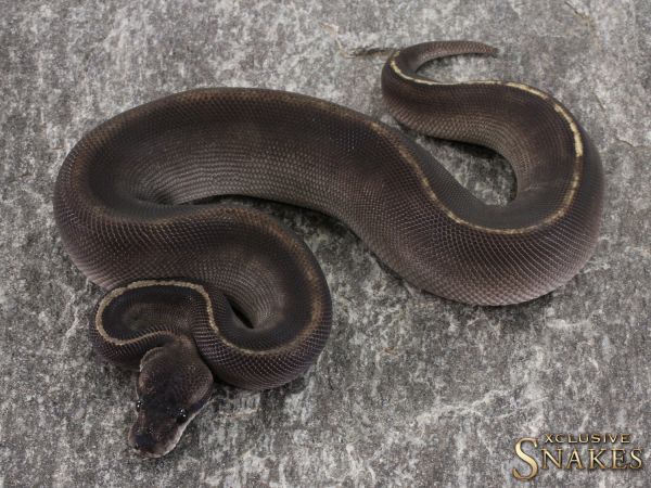 0.1 Black Head Mojave GHI 2021