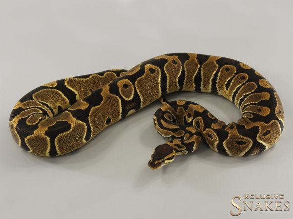 0.1 Double het Lavender Albino Clown 50% het Piebald 2022 (1300g @03/2024)