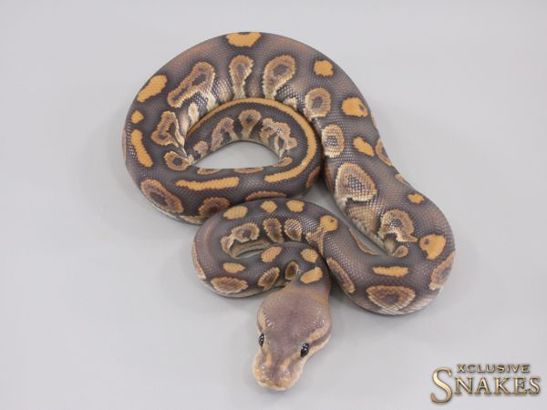 1.0 Chocolate Black Pastel Hypo het Desert Ghost 2023