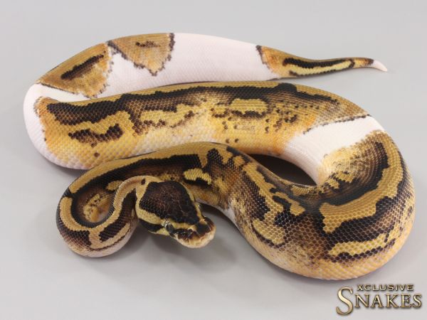 0.1 GHI Pastel Piebald het Desert Ghost 2023