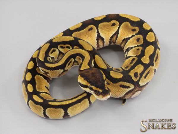 0.1 Enchi Bongo double het Desert Ghost Clown 2023