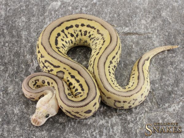 0.1 Super Pastel Leopard Clown het Desert Ghost 2021