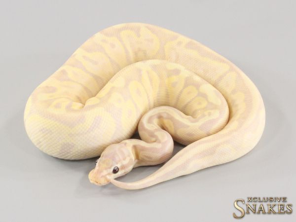 0.1 Pastel Banana Yellow Belly het Piebald 66% het Axanthic 2021 (290g @10/2023