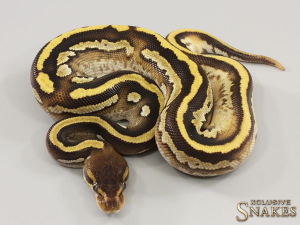 0.1 Copper Mojave Orange Dream het Piebald 2023