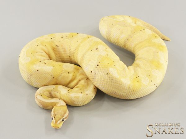 0.1 Pastel Banana double het Desert Ghost Piebald 2022 (1040g @03/2024)