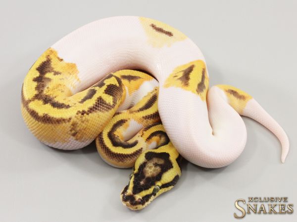 1.0 Enchi Vanilla Pastel Piebald 2023