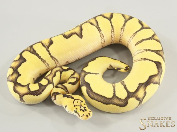 1.0 Pastel Enchi Desert Ghost Clown 2025