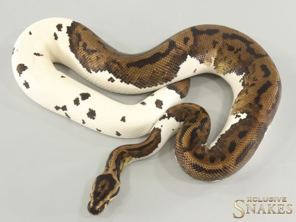 1.0 Confusion Piebald het Lavender 2021