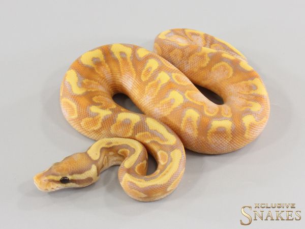 0.1 Gravel Banana GHI Calico 2026