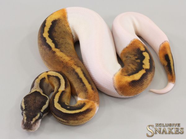 0.1 GHI Piebald het Lavender Albino 2023