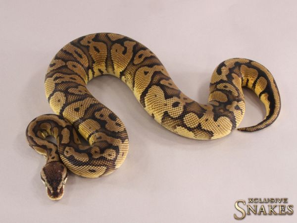 1.0 Pastel Red Stripe het Desert Ghost 2021 (600g @12.2022)