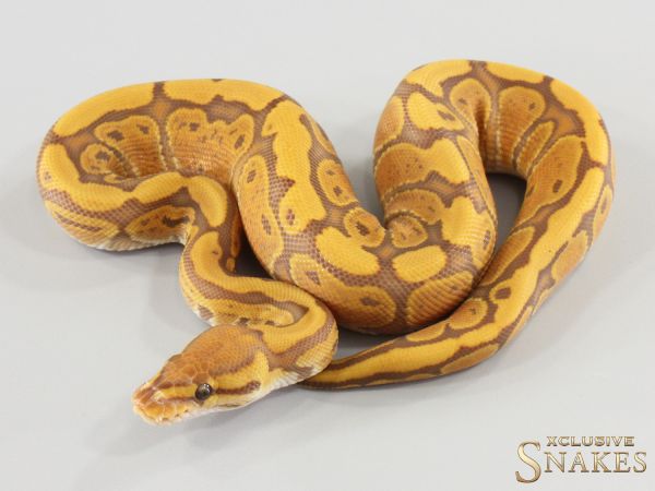 0.1 Red Stripe Ultramel het Clown 2026