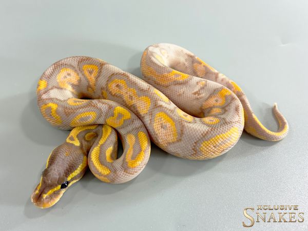 1.0 Gravel Banana Black Head Calico 2026