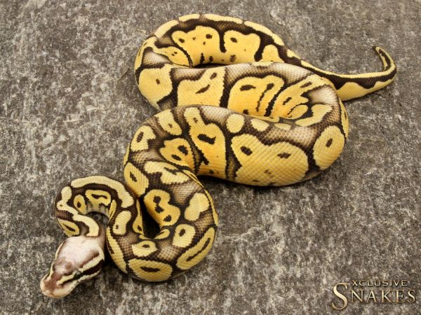 1.0 Super Pastel Vanilla het Desert Ghost 2019 (600g @02/2021)