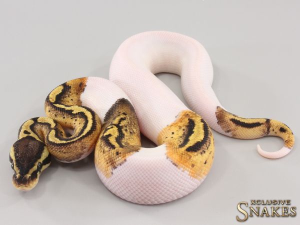 1.0 Pastel Piebald het Hypo 2023