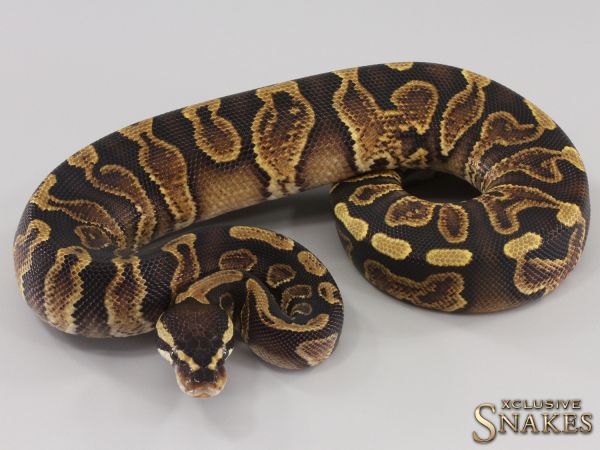 0.1 GHI Gravel double het Desert Ghost Piebald 2023