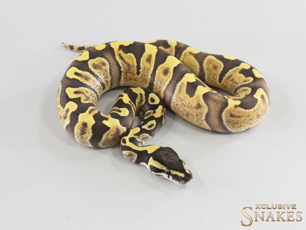 1.0 GHI Enchi Desert Ghost het Piebald 2026