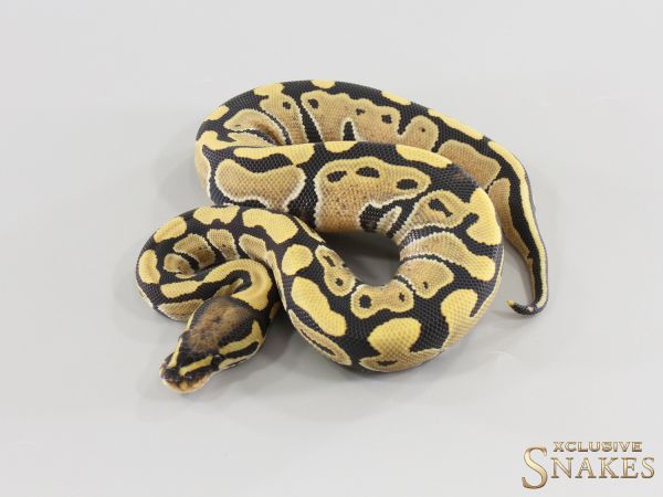 0.1 Desert Ghost het Clown 2026