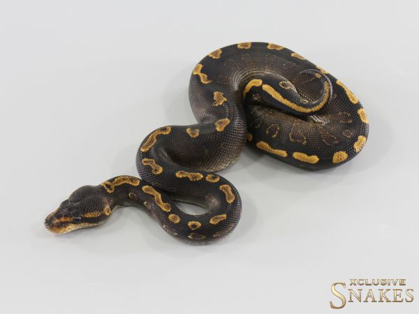 1.0 Nr Mandarin GHI Black Pastel Wookie Gravel het Hypo 2026