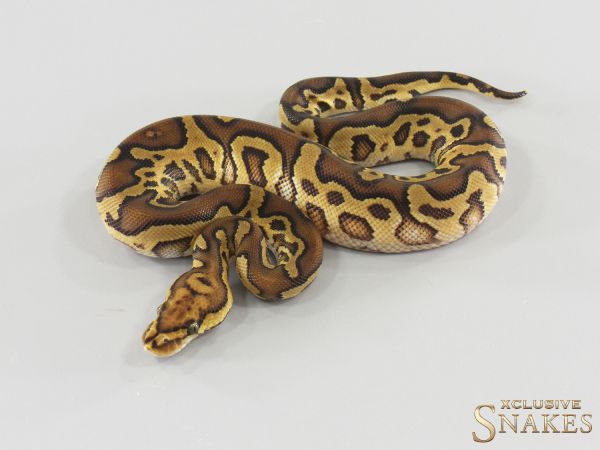 0.1 Enchi Hurricane/Trick Clown het Desert Ghost 2026