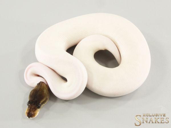 0.1 Copper Cinnamon Yellow Belly Piebald 2025