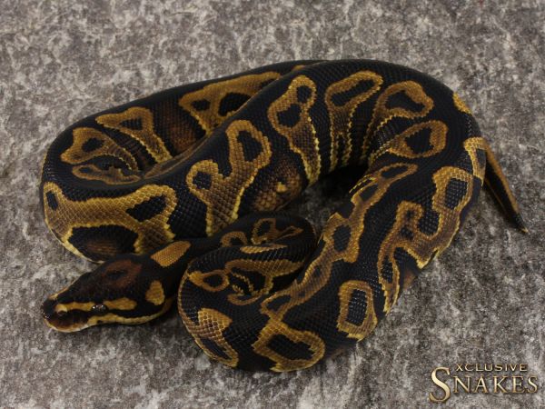 1.0 Leopard Yellow Belly het Clown 2022