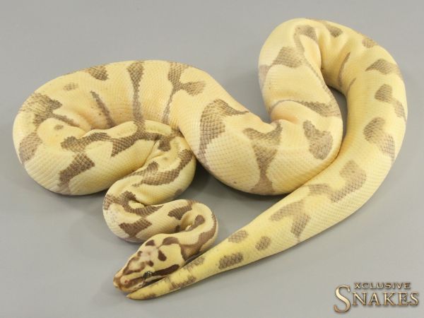 1.0 Super Enchi Pastel Vanilla Desert Ghost 2021