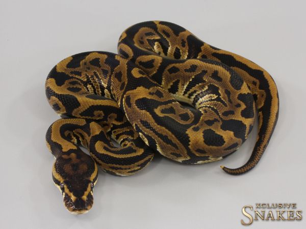 0.1 Leopard double het Hypo Clown 2023