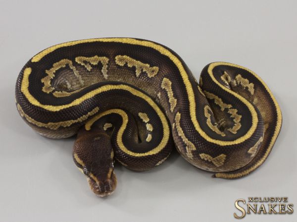 1.0 Copper Mojave het Piebald 2023