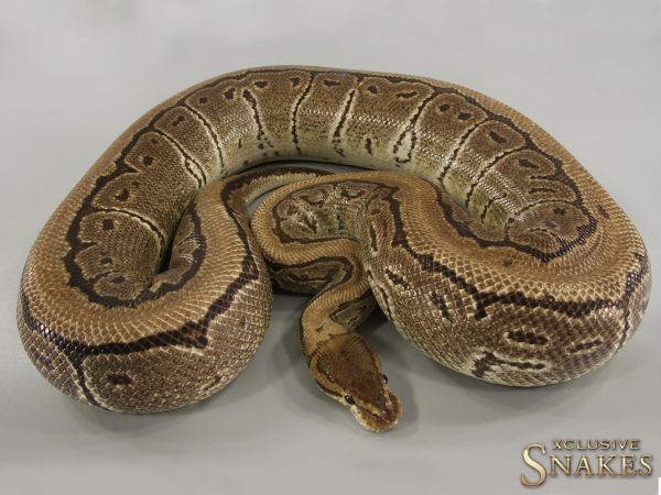 0.1 Pinstripe double het Desert Ghost Clown 2016