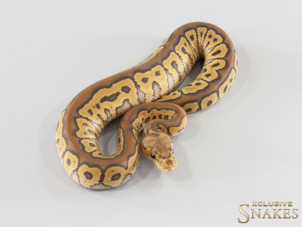 0.1 Het Red Axanthic Hypo Clown 2026