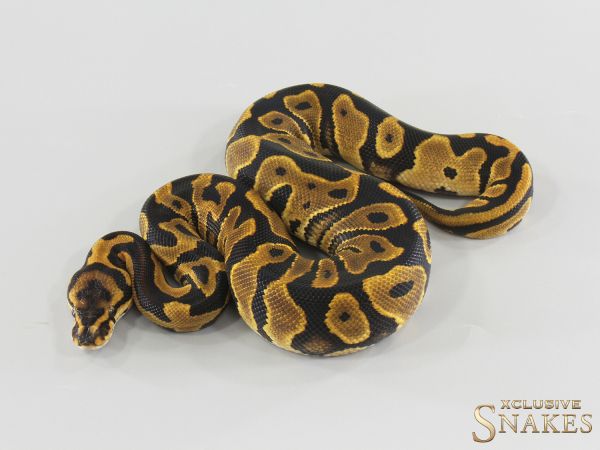 0.1 Lace Leopard het Clown 2026