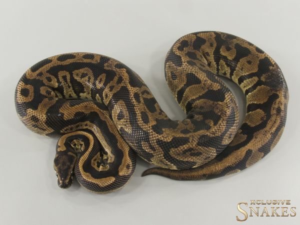 0.1 Confusion double het Lavender Piebald 2021