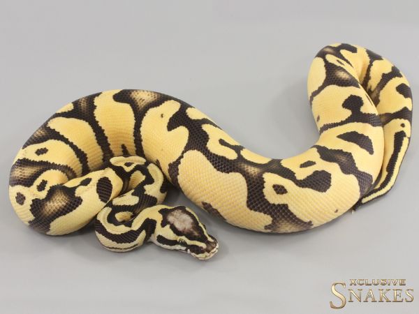 1.0 Pastel Desert Ghost het Piebald 2023