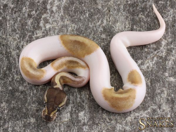 0.1 Fire Mojave Piebald 2020