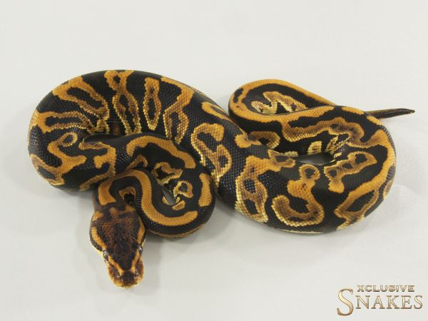0.1 Cypress Leopard Gravel het Clown 2025