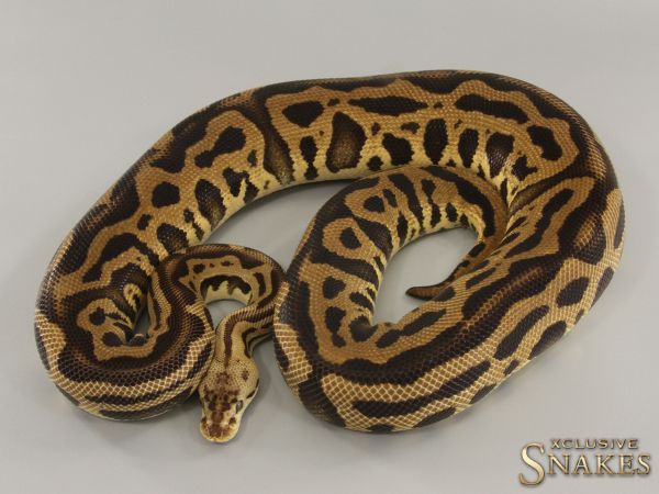 0.1 Pastel Leopard Crypton (Double het Clown Cryptic) het Desert Ghost 2019