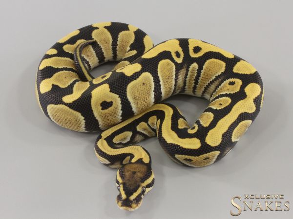 1.0 Desert Ghost triple het Hypo Clown Piebald 2024