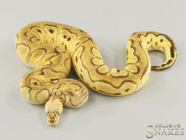 1.0 Pastel Orange Dream Clown het Hypo 50% het Desert Ghost 2022