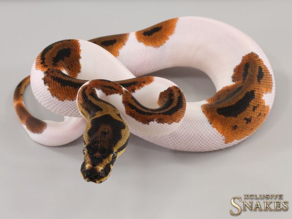 0.1 Confusion Yellow Belly Piebald 2023