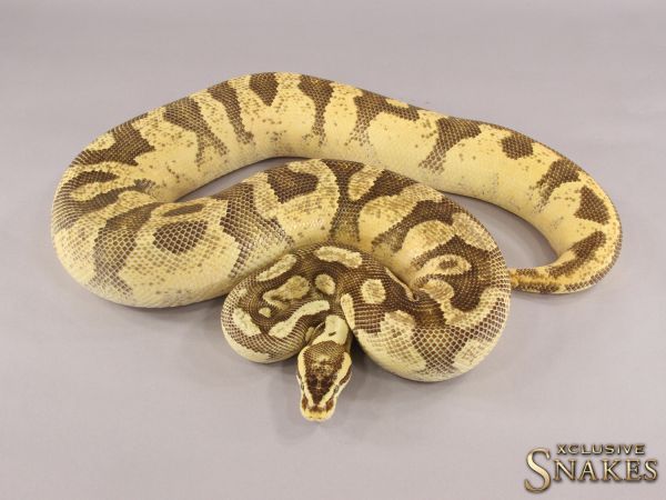 0.1 Enchi Firefly Yellow Belly 2016 (3500g, Follicle 14mm @01/2023)