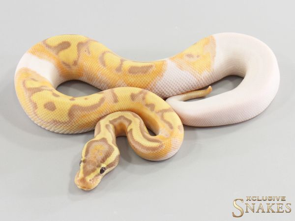 1.0 Banana Enchi pos Red Stripe Piebald het Lavender (FMaker) 2026