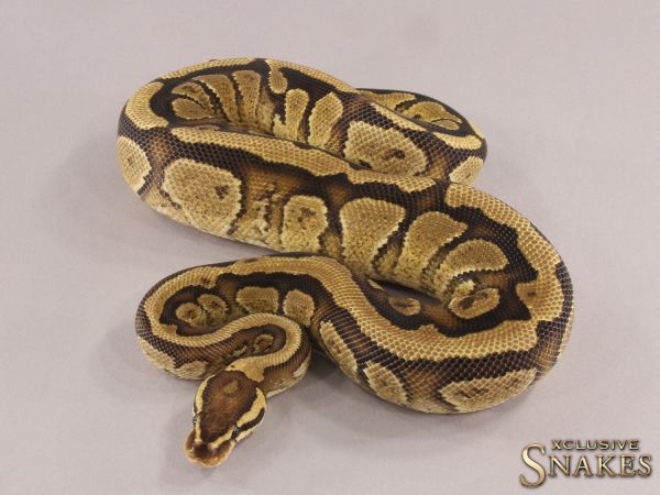 0.1 Fire Gravel het Clown 2021 (1470g @03/2024)