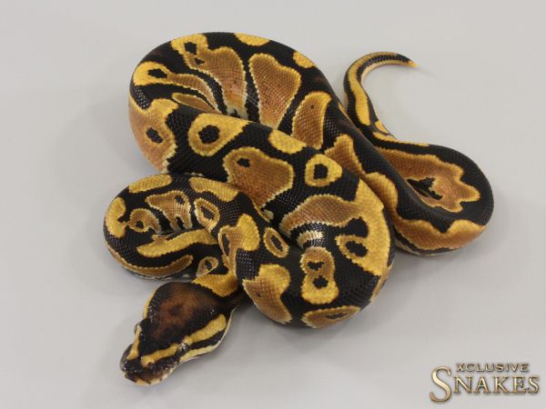 1.0 Orange Dream double het Hypo Piebald 2023