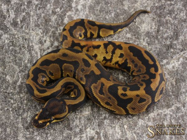 0.1 Leopard het Piebald 50% het Clown 2020