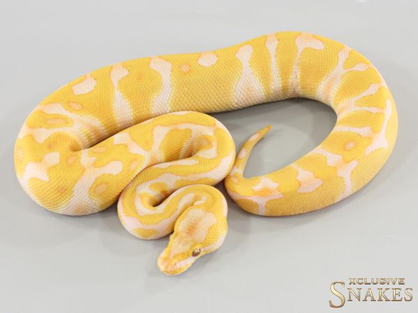 0.1 Enchi Lavender Albino 66% het Clown 2026