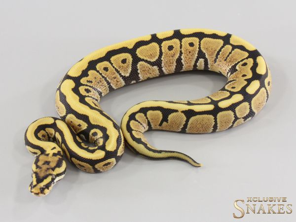 0.1 Spotnose Desert Ghost double het Hypo Clown 2026